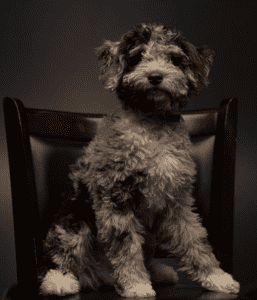 Reggie Chief Canine Officer