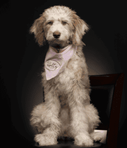 Roo Pawject Manager